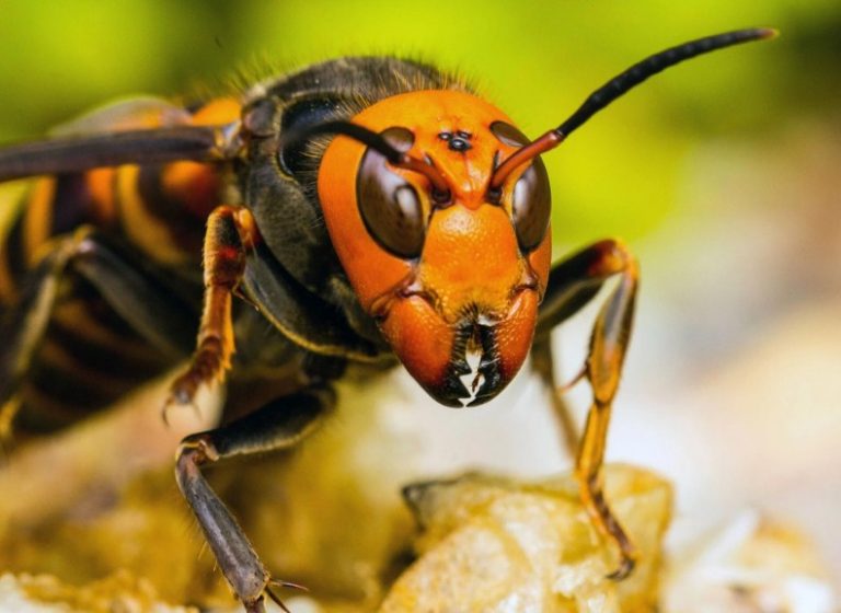 Οποιος δεν προσαρμοστει θα πεθανει ..