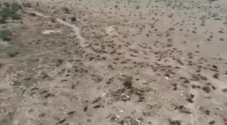 Τα πτώματα των νεκρών αγελάδων καλύπτουν την Ινδία σαν χαλιά από έντομα.