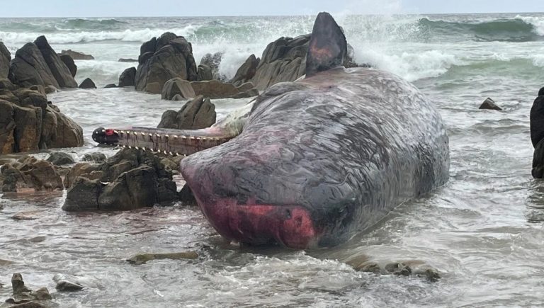 Πάνω από 200 φάλαινες ξεβράστηκαν στην Τασμανία