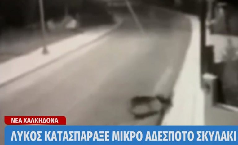 Σοκ στη Νέα Χαλκηδόνα: Λύκος κατασπάραξε αδέσποτο σκυλάκι