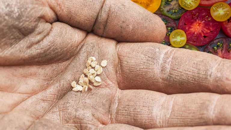 Ετσι κραταμε σπορους ντοματας – Αποθηκευση σπορων ντοματας