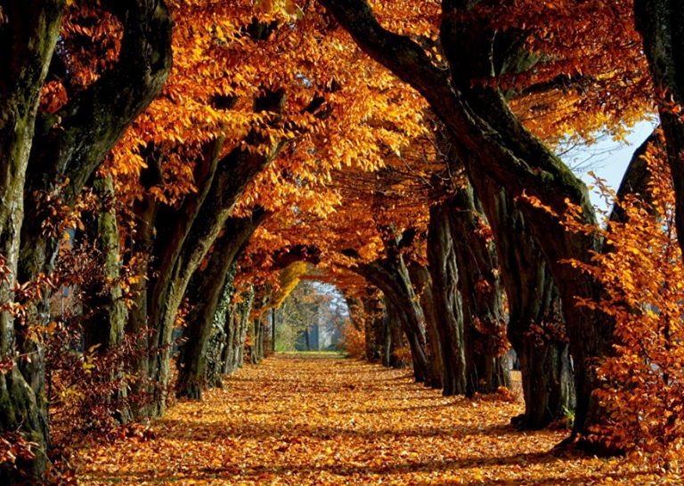 Kατά το δένδρο είναι και ο καρπός