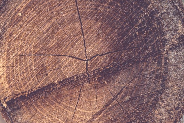 Διάστημα: Μυστηριώδεις ριπές ακτινοβολίας άφησαν ίχνη στα δέντρα του πλανήτη