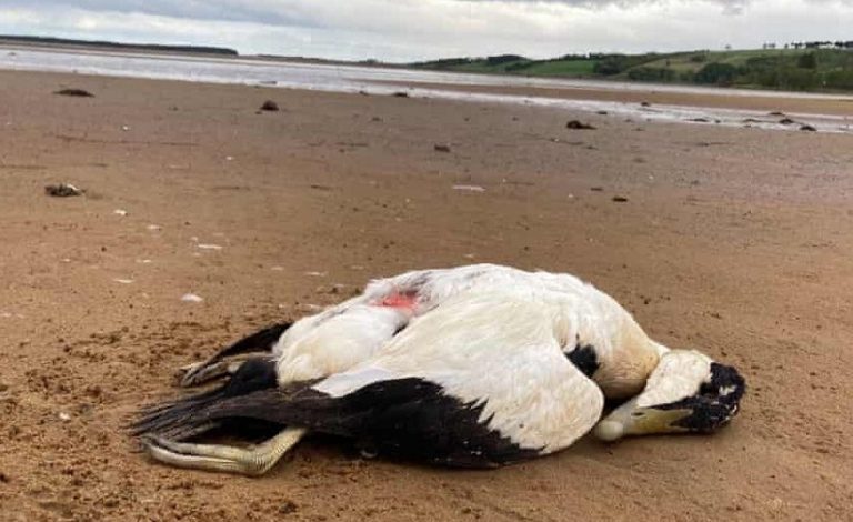Γρίπη των πτηνών: Πενήντα εκατομμύρια πουλερικά θανατώθηκαν στη χειρότερη επιδημία στην Ευρώπη