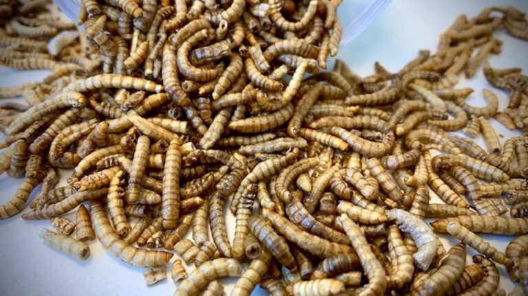 ΟΛΛΑΝΔΙΑ: Σαν μάθημα διατροφής σερβίρουν σκουλήκια σε 100 δημοτικά σχολεία στην επαρχία Overijssel