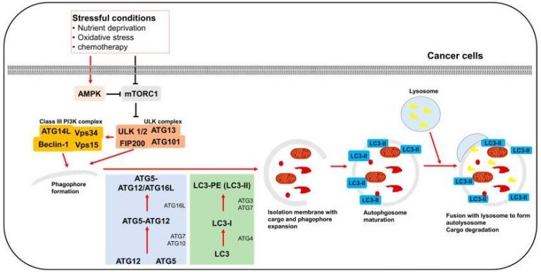 Η αυτοφαγία θεραπεύει τη ζημιά από την πρωτεΐνη-ακίδα, υποστηρίζει γιατρός