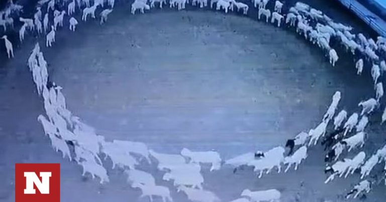 Μυστήριο με κοπάδι προβάτων έκαναν επί 12 ημέρες δεξιόστροφους κύκλους