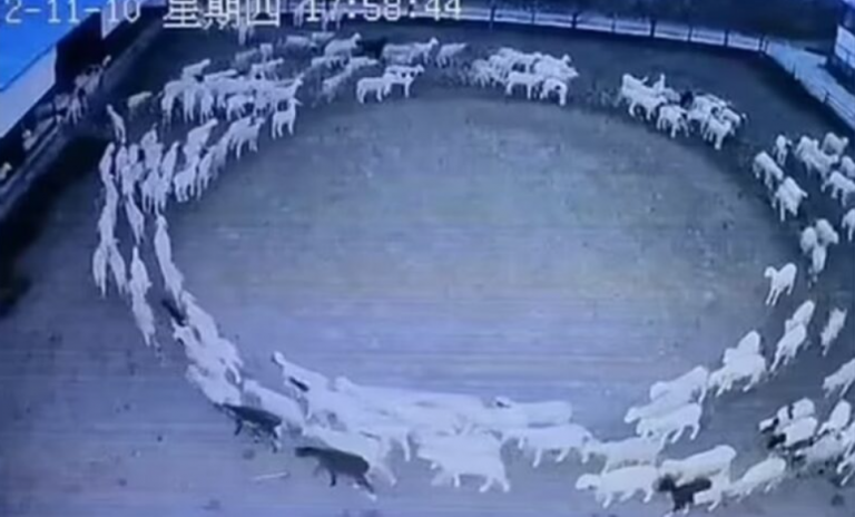 Κίνα: Μυστήριο με κοπάδι προβάτων έκαναν επί 12 ημέρες δεξιόστροφους κύκλους
