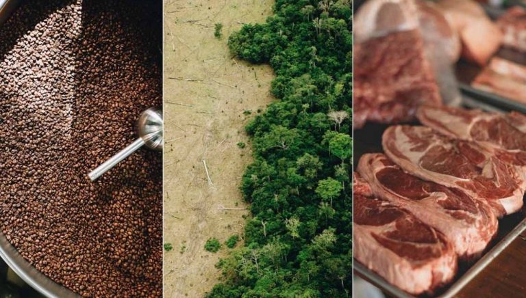 Η ΕΕ απαγορεύει τις εισαγωγές δημοφιλών προϊόντων που συνδέονται με την αποψίλωση δασών, όπως ο καφές και το κακάο