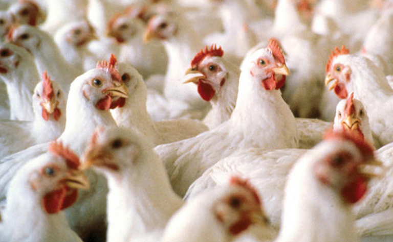 «ΧΤΥΠΗΜΑ» στα τρόφιμα: Σφάζουν ΜΑΖΙΚΑ πουλερικά και τα πετάνε!!! Ρεπορτάζ έρχεται να σηκώσει θύελλα