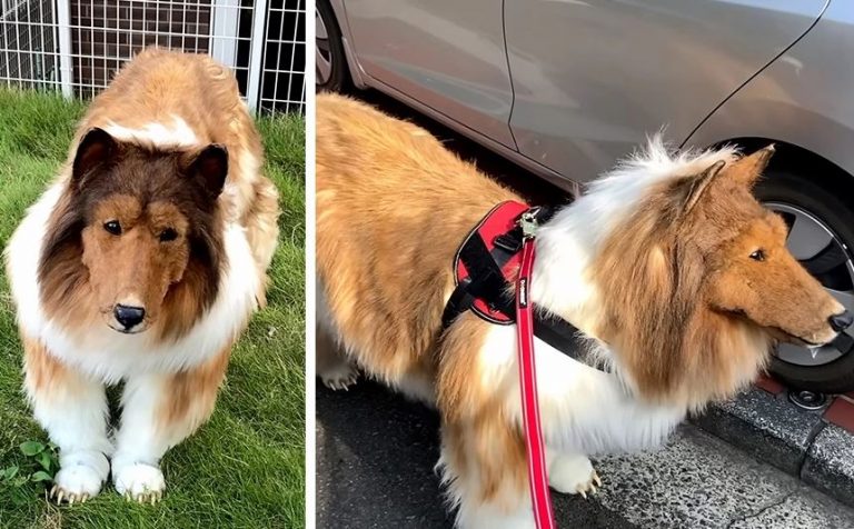 Ξόδεψε 14.000 ευρώ για να γίνει σκύλος – Πάει βόλτα με λουρί και τρώει από μπολ για να είναι «σωστό κατοικίδιο»!