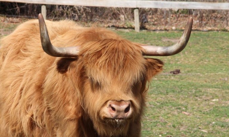 ΠΟΛΥ ΒΟΔΙ ΚΑΙ ΚΕΡΑΤΟ ΑΥΤΗ Η ΧΑΣΑΠΙΚΗ ΕΠΟΧΗ…