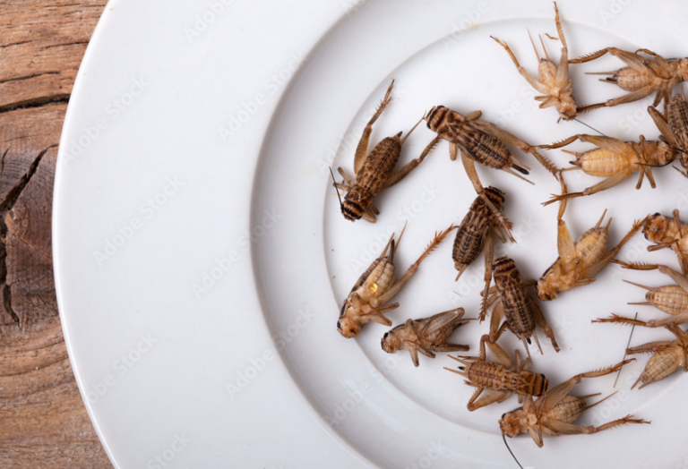 Από τον Ιανουαρίου 2023 θα τρώμε…acheta domesticus (γρύλους δηλ.) κανονικά σύμφωνα με νόμο της ΕΕ και είναι εξαιρετικά τοξικοί!