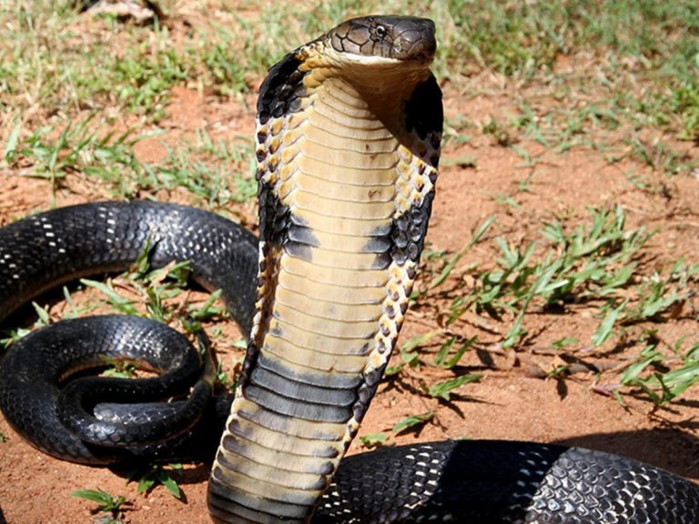 Τα νουμερα ειναι τεραστια και εμεις μαθαινουμε μονο το 10%