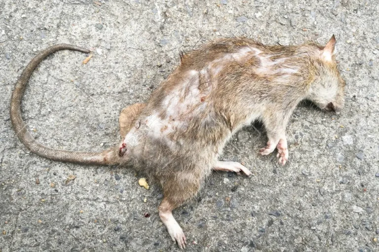 Η ΗΜΕΡΑ ΠΟΥ ΘΑ ΠΑΡΑΚΑΛΑΤΕ ΝΑ ΕΙΣΑΣΤΑΝ ΣΥΝΩΜΟΣΙΟΛΟΓΟΙ