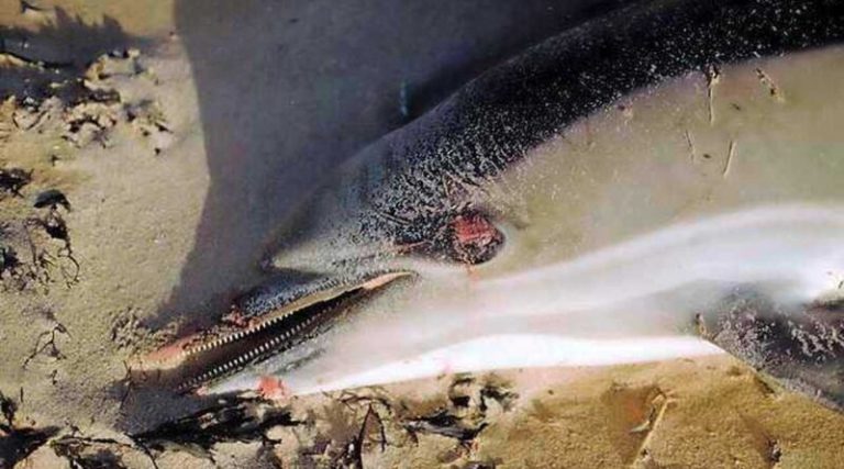 «Πρωτοφανής υπερβολική θνησιμότητα» δελφινιών στις ακτές του Ατλαντικού: 350 ζώα έχουν ήδη ξεβραστεί