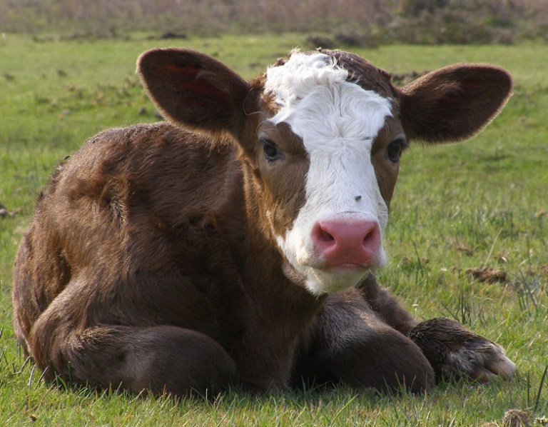 Επίκαιρα Θέματα, γιά γέλια καί κλάματα…. «Ο Σβαμπ, ό Χαράρι, οί Πιεροκούληδες κι ό Μπαρμπα-Μήτσος»