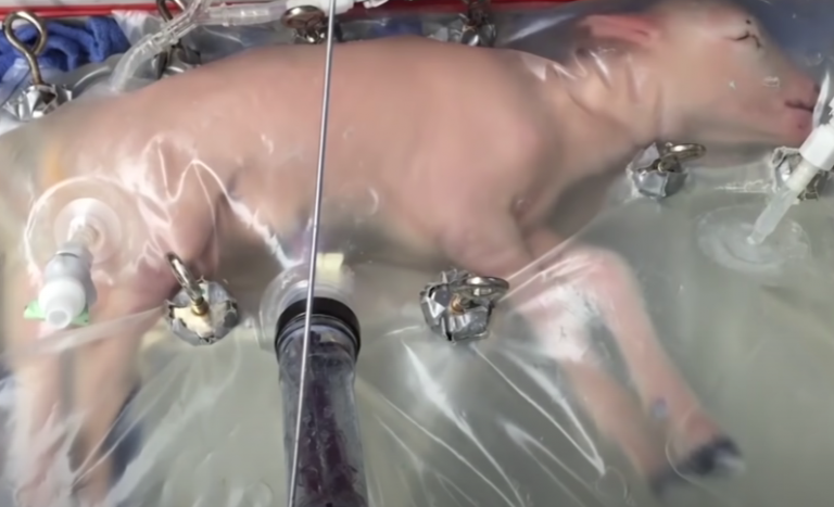 ΣΟΚ με τα video! ΤΕΧΝΗΤΕΣ μήτρες: Θα μπορούσαν να τα κάνουν και στους ανθρώπους;;;