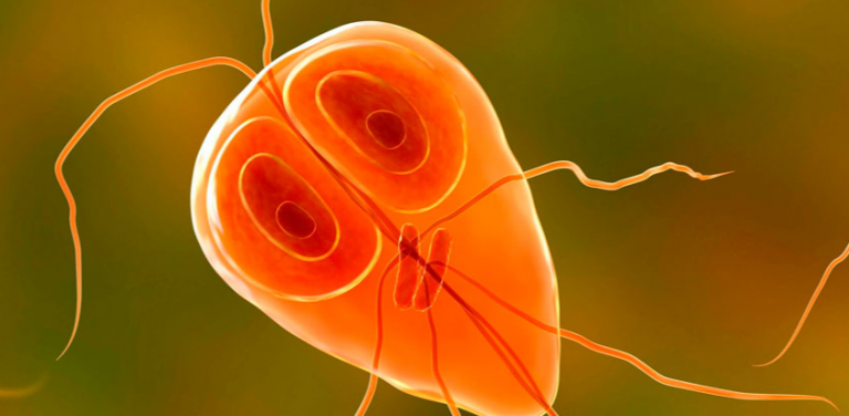 Όλοι μπορούν να κολλήσουν: τα πιο επικίνδυνα είδη παρασίτων και πώς να απαλλαγούμε από αυτά