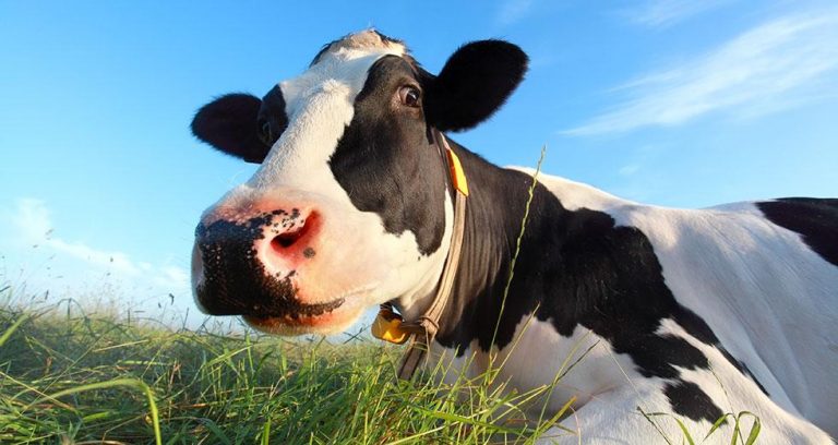 Η Ιρλανδία θα σκοτώσει 200.000 αγελάδες για την ανύπαρκτη κλιματική αλλαγή…