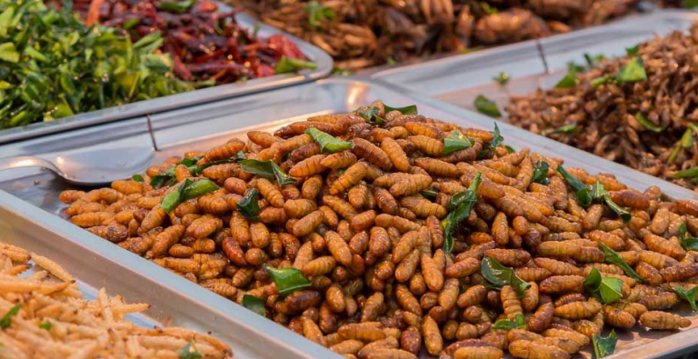 Κερδίζει έδαφος η εντομοφαγία στην Ευρώπη