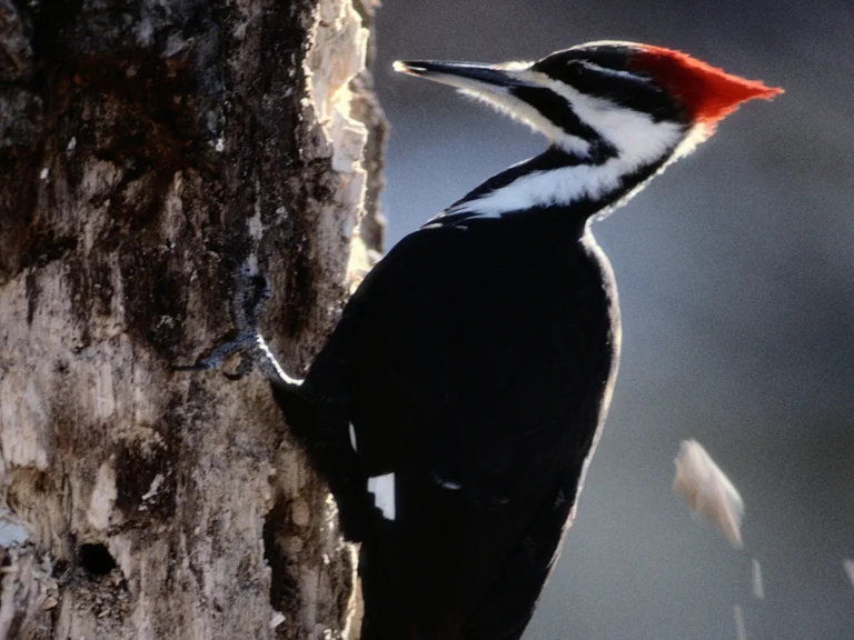 Στο τελος κουρευουν τον γαμπρο ..