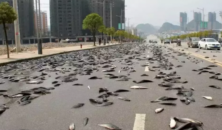 Έβρεξε… ψάρια σε πόλη της Αυστραλίας