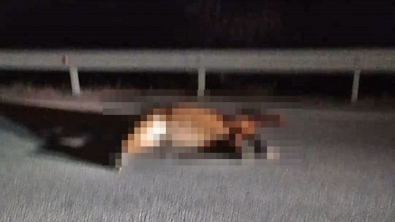 Πύργος: Νεκρό άλογο σε σοκαριστικό τροχαίο στην Κατακόλου