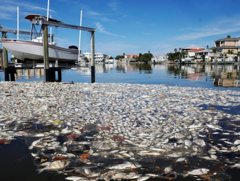 Η τοξική κόκκινη παλίρροια επιστρέφει στην ακτή του κόλπου της Φλόριντα με χιλιάδες νεκρά ψάρια να καλύπτουν νερό και παραλίες