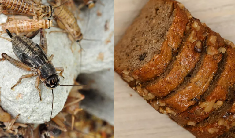 Η Ευρωπαϊκή Ένωση ενέκρινε να τρώμε γρύλους, αλευροσκουλήκια και ακρίδες αντί για κρέας για… να αντιμετωπίσει την κλιματική αλλαγή!