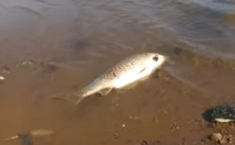 Ανησυχία στη λίμνη Κερκίνη: Ξεβράστηκαν εκατοντάδες νεκρά ψάρια