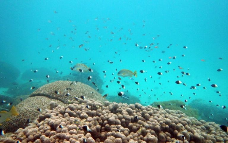 Σε συναγερμό οι επιστήμονες μετά από ανεξήγητο επεισόδιο θέρμανσης των ωκεανών