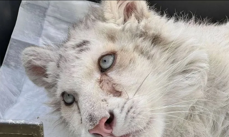 Μπορει ενα τιγρακι να ειναι μια Υποσημειωση για το αυριο;;..