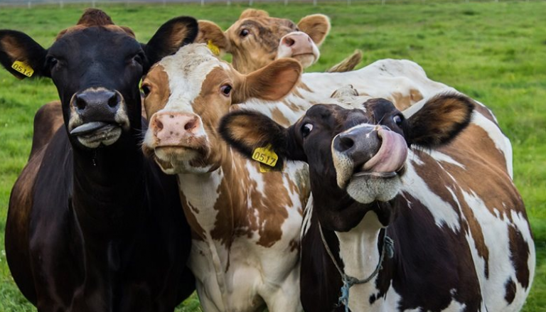 Οι αγελάδες που ρεύονται και αερίζονται θα τραφούν με «κατασταλτικά μεθανίου» σε μια προσπάθεια να σταματήσουν την κακή συνήθεια τους που επιβαρύνει την υπερθέρμανση του πλανήτη…