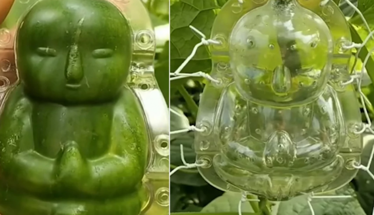 Απίστευτο: Στην Κίνα έφτιαξαν αγγούρια σε σχήμα μωρού μέσα σε καλούπια