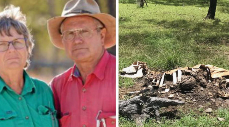 Μυστήριο γύρω από τον περίεργο ακροτηριασμό 20 αγελάδων στην Αυστραλία: «Δεν βρήκαμε ίχνος αίματος» λένε οι αγρότες