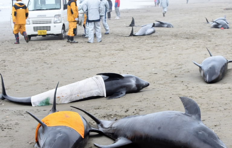 Ιαπωνία: Μυστήριο με δελφίνια που ξεβράζονται στις ακτές