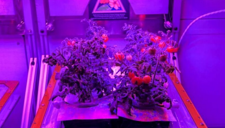 NASA: H πρώτη σοδειά εξωγήινης τομάτας έτοιμη να προσγειωθεί στη Γη