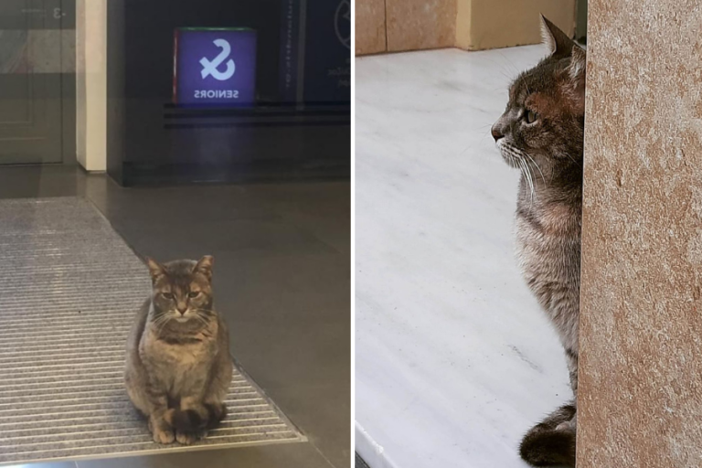 Ελίζα, η γάτα του Μουσείου Γουλανδρή μας αποχαιρετάει (+ΦΩΤΟΣ)