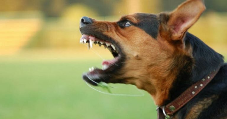 Τραγωδία στα Άνω Λιόσια: Αγέλη σκυλιών κατασπάραξε 68χρονη