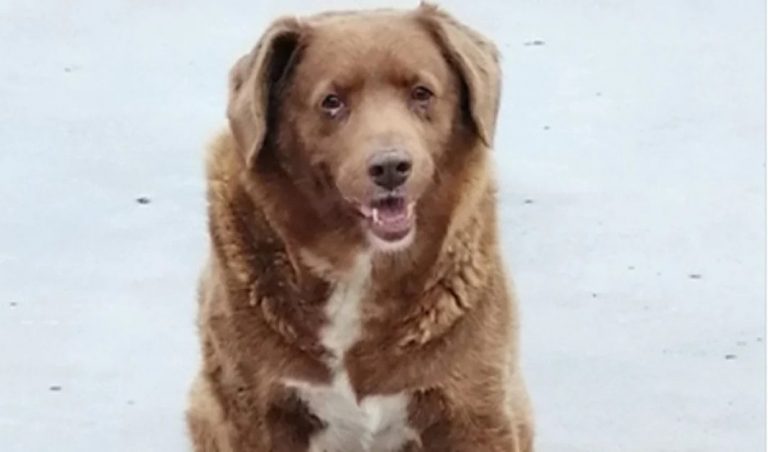 Bobi, η γηραιότερος σκύλος του κόσμου γίνεται 31 ετών και ετοιμάζεται για πάρτι