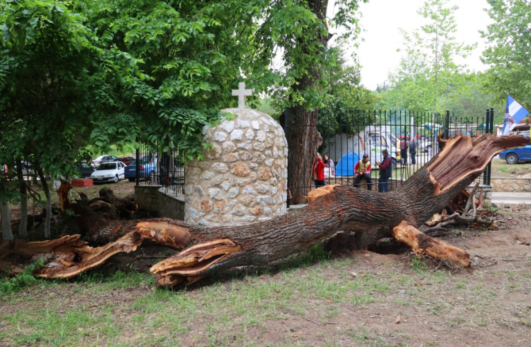 Ξεριζώθηκε από τον άνεμο το περιβόητο δέντρο στη Λάρισα το οποίο έβγαζε υγρό που έμοιαζε με αίμα