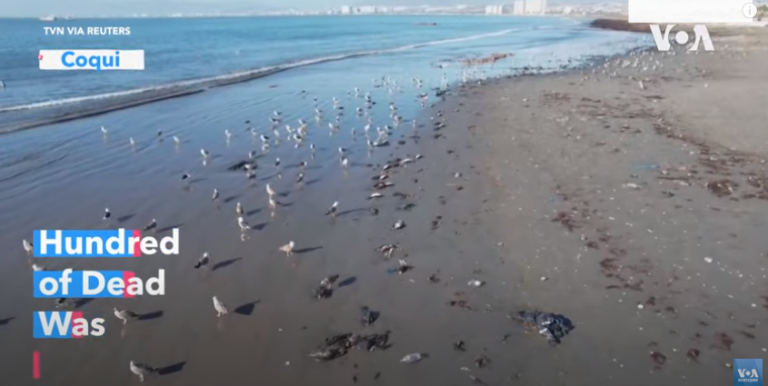 Εκατοντάδες νεκρά πουλιά ξεβράζονται στην παραλία της Χιλής.