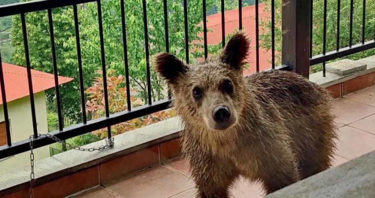 Τρίκαλα: Αρκουδάκι ανέβηκε στη βεράντα σπιτιού