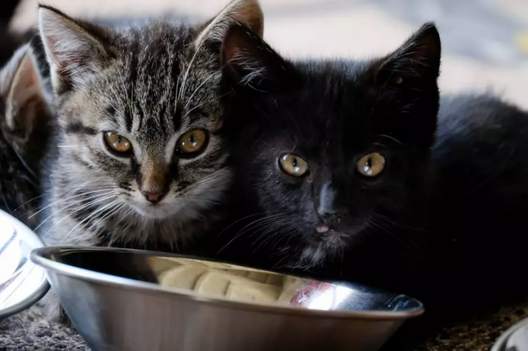 Φρίκη στον Εύοσμο: Ζευγάρι εξέτρεφε 51 γάτες για να τις φάει – «Το κάναμε επιστήμη, να λυθεί το πρόβλημα της ασιτίας»