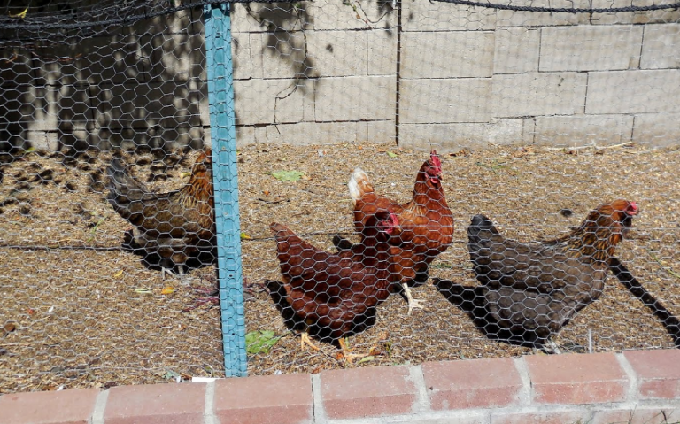 Εξέγερση στο Κοτέτσι… ‘Οι Κότες το ‘Σκασαν’… ως και οι κότες θέλουν την ελευθερία τους το μόνο πρόβλημα είναι ότι είναι ”κότες”.