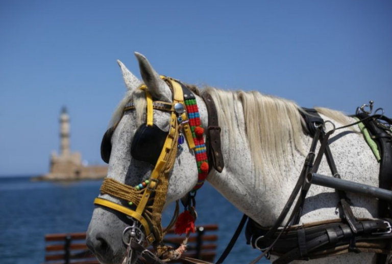 ΥΠΑΑΤ: Απαγορεύεται η εργασία και μεταφορά των ιπποειδών σε συνθήκες καύσωνα