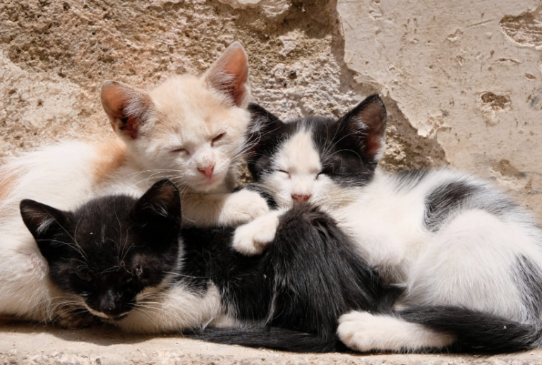 Ρόδος: Πρόστιμο 120.000 ευρώ σε 76χρονο που εγκατέλειψε τέσσερα γατάκια