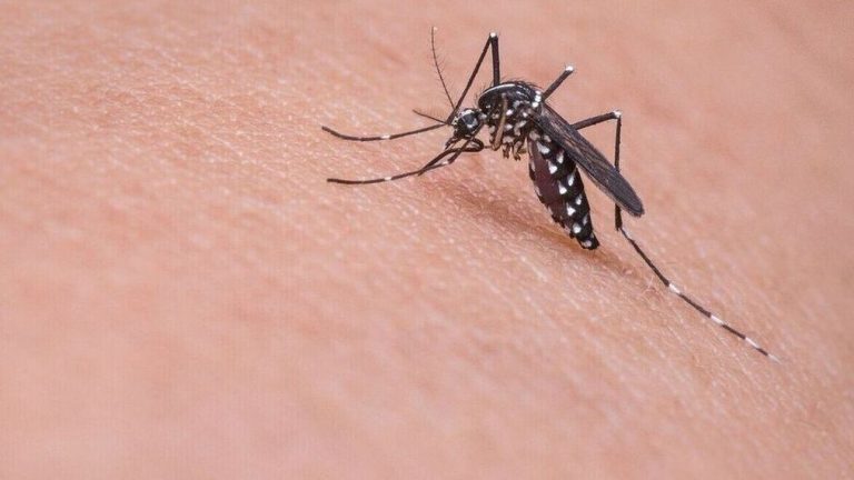 Ιός Δυτικού Νείλου: Επιβεβαιώθηκε το πρώτο θύμα στην Ελλάδα φέτος