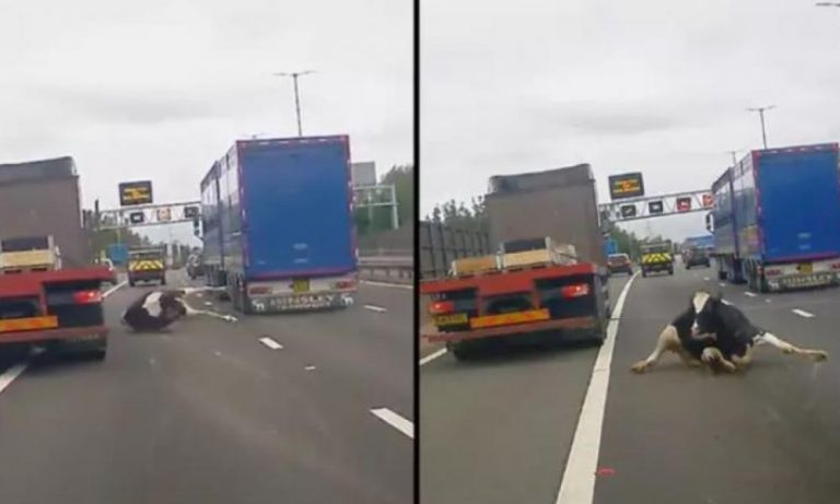 Σοκαριστικό βίντεο στην Βρετανία: Φορτηγό «αδειάζει» αγελάδα σε αυτοκινητόδρομο ταχείας κυκλοφορίας